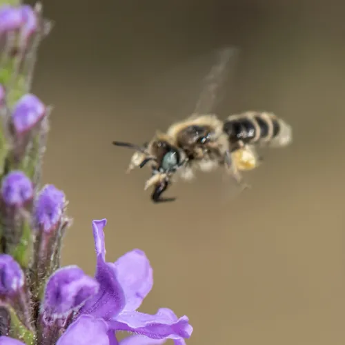 Calliopsis nebraskensis