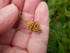 Heath Woodrush thumbnail 2