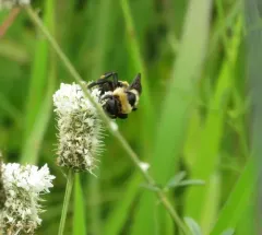 Southern Plains Bumble Bee thumbnail 2