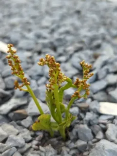 American moonwort thumbnail 3