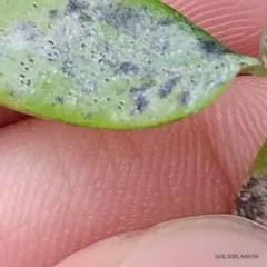 Erysiphe lathyricola thumbnail 2