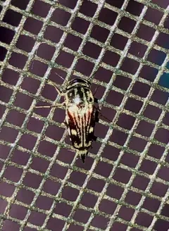 Tomoxia lineella thumbnail 2