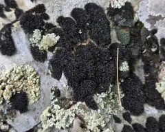 Roth's Andreaea Moss thumbnail 3