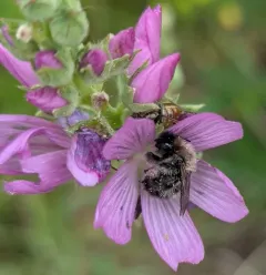 Black-fronted turret bee thumbnail 3