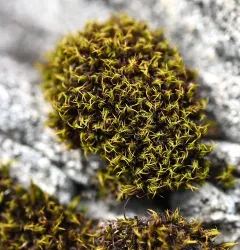 Seaside Grimmia thumbnail 1