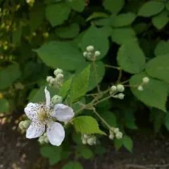 Himalayan Blackberry thumbnail 4
