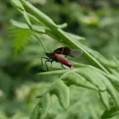 Western Boxelder Bug thumbnail 3