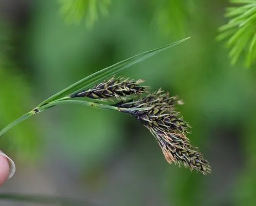 Alaska Large Awn Sedge