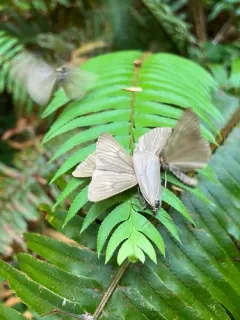 California Oak Moth thumbnail 2