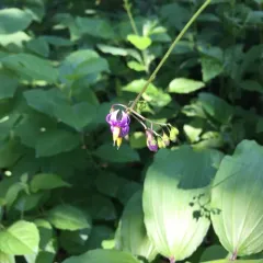 bittersweet nightshade thumbnail 2