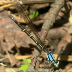 Blue-tipped Dancer thumbnail 4