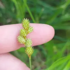 Bebb's Sedge thumbnail 3