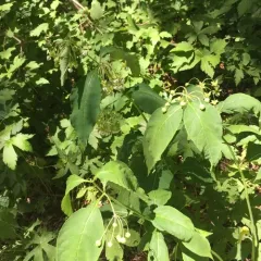 poke milkweed thumbnail 4