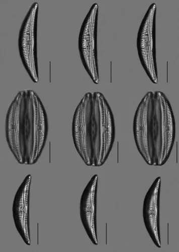 Amphora lange-bertalotii