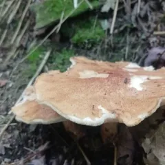 Rooting Polypore thumbnail 4