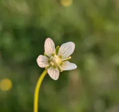 small-flowered grass-of-parnassus thumbnail 1