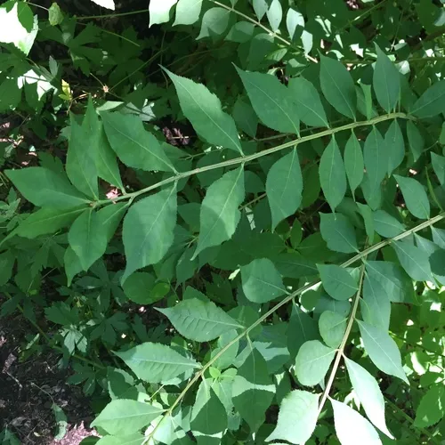 winged euonymus