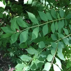 winged euonymus thumbnail 1