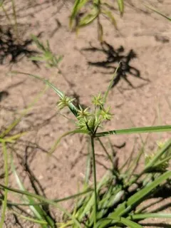 Mohlenbrock's umbrella sedge thumbnail 4