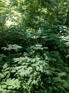 mountain black cohosh thumbnail 2