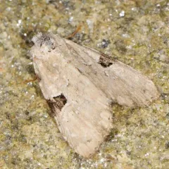 Green Leuconycta Moth thumbnail 2