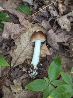 Old Potato Amanita thumbnail 3