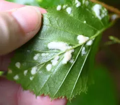 Alder erineum mite thumbnail 2