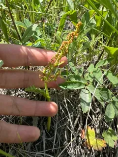 western moonwort thumbnail 4