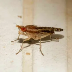 Trypetoptera canadensis thumbnail 4
