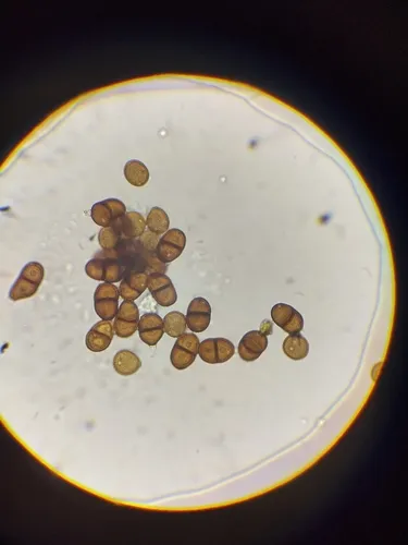 Puccinia cladophila