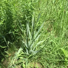 rattlesnake master thumbnail 2