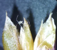 bison grass thumbnail 4