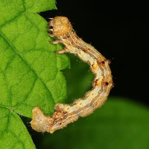 Small Phigalia Moth