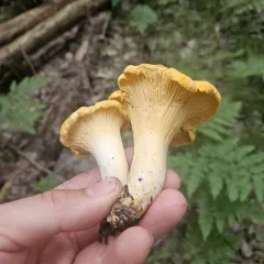 Ghost chanterelle thumbnail 3
