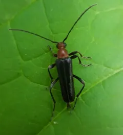 Alosterna capitata thumbnail 4