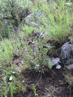 Matroot Penstemon thumbnail 4