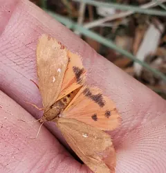 Rusty Virbia Moth thumbnail 4