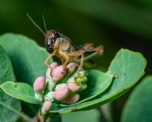 Keeler's Spur-throat Grasshopper