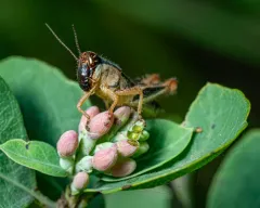Keeler's Spur-throat Grasshopper thumbnail 1