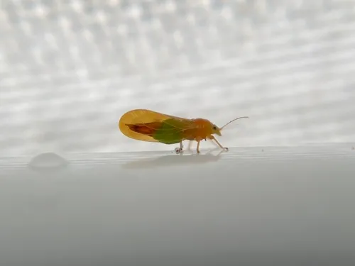 Psylla striata