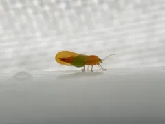 Psylla striata thumbnail 1