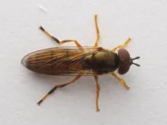 Meadow Sedgesitter thumbnail 2