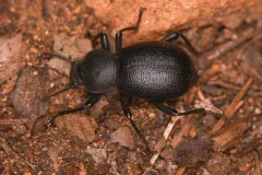 Coelocnemis rugulosa thumbnail 2