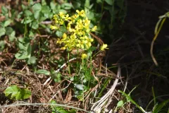 howell's draba thumbnail 1