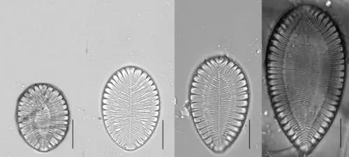 Surirella ovalis