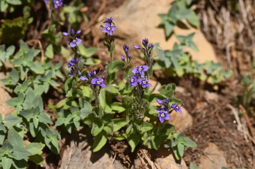 Copeland's speedwell