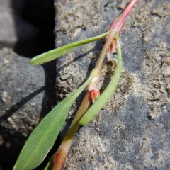 Prostrate Knotweed thumbnail 2