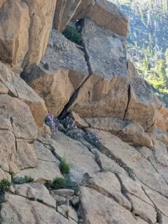 siskiyou fireweed thumbnail 1