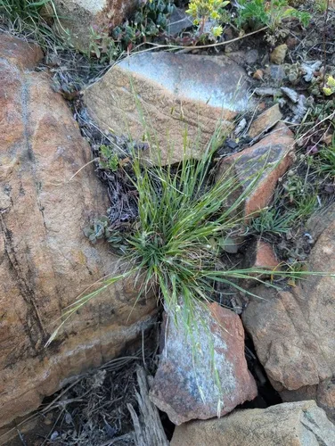 one-spike oat grass