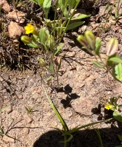 shortflower monkeyflower thumbnail 3